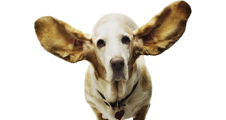 Test słuchu Test słuchu